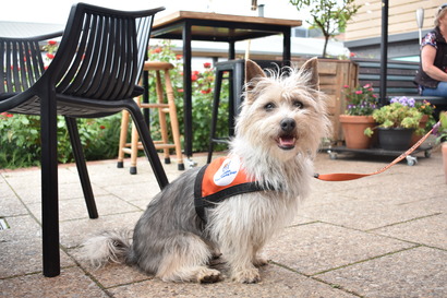 A Lions Hearing Dog wearing an identifying coat and lead