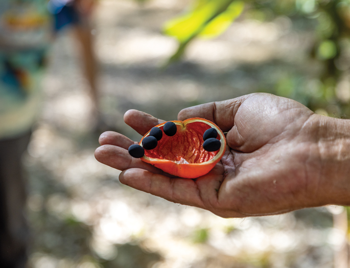 Bush tucker 