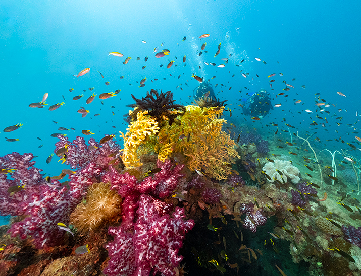 A swarm of colourful fish swim around a coral reef